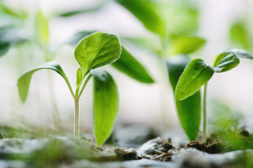 Green sprouts growing